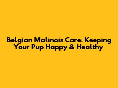Belgian Malinois Care: Keeping Your Pup Happy & Healthy