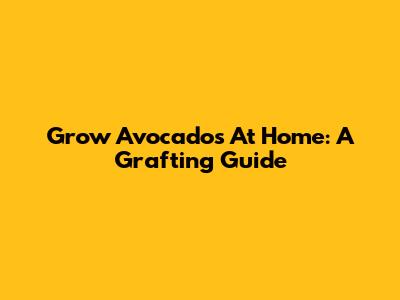 Grow Avocados At Home: A Grafting Guide