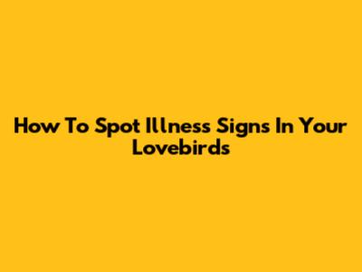 How To Spot Illness Signs In Your Lovebirds