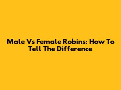 Male Vs Female Robins: How To Tell The Difference