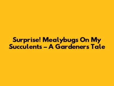 Surprise! Mealybugs On My Succulents – A Gardener's Tale
